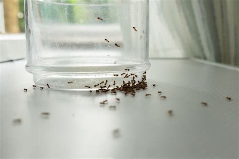 三杯是指哪三杯 房間裡有螞蟻
